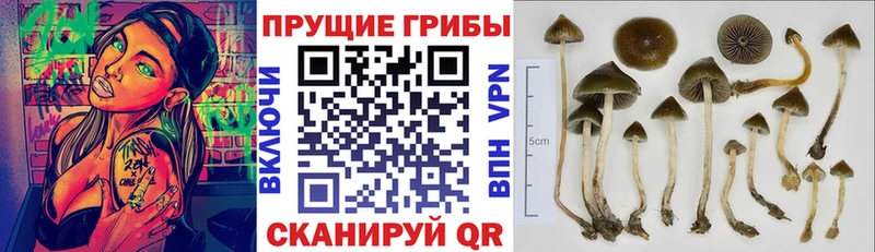 Псилоцибиновые грибы Psilocybe  как найти   darknet состав  Красный Сулин 